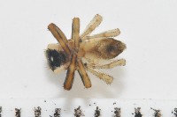 多色金毛蛛藏品圖，第8張