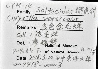 多色金毛蛛藏品圖，第12張