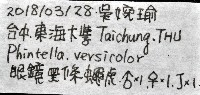 多色金毛蛛藏品圖，第15張