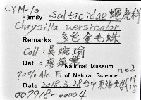 多色金毛蛛藏品圖，第16張