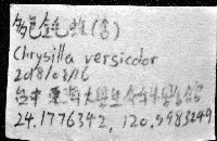 多色金毛蛛藏品圖，第7張