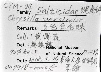 多色金毛蛛藏品圖，第8張