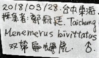 雙帶扁蠅虎藏品圖，第11張