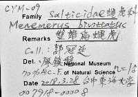 雙帶扁蠅虎藏品圖，第12張