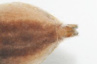 雙帶扁蠅虎藏品圖，第6張