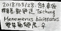 雙帶扁蠅虎藏品圖，第11張