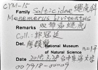 雙帶扁蠅虎藏品圖，第12張