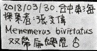 雙帶扁蠅虎藏品圖，第11張