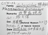 雙帶扁蠅虎藏品圖，第12張
