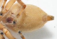 雙帶扁蠅虎藏品圖，第7張