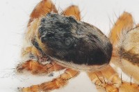 雙帶扁蠅虎藏品圖，第10張