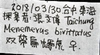雙帶扁蠅虎藏品圖，第11張