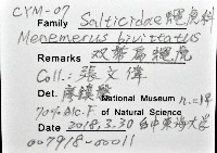 雙帶扁蠅虎藏品圖，第12張