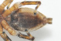 雙帶扁蠅虎藏品圖，第7張