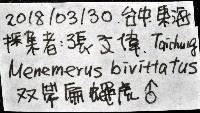 雙帶扁蠅虎藏品圖，第11張