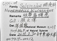 雙帶扁蠅虎藏品圖，第12張