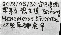 雙帶扁蠅虎藏品圖，第11張