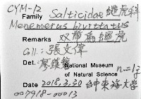 雙帶扁蠅虎藏品圖，第12張