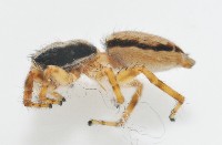 雙帶扁蠅虎藏品圖，第8張