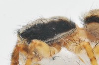 雙帶扁蠅虎藏品圖，第9張