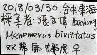 雙帶扁蠅虎藏品圖，第11張