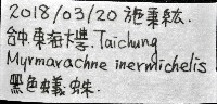 黑色蟻蛛藏品圖，第11張