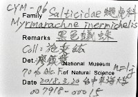 黑色蟻蛛藏品圖，第12張