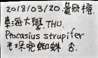 毛垛兜蠅虎藏品圖，第11張