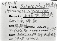 毛垛兜蠅虎藏品圖，第12張