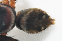 毛垛兜蠅虎藏品圖，第4張