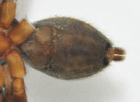 毛垛兜蠅虎藏品圖，第6張