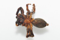 毛垛兜蠅虎藏品圖，第7張