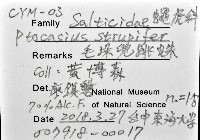 毛垛兜蠅虎藏品圖，第12張