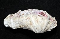 長硨磲蛤藏品圖，第2張