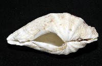 長硨磲蛤藏品圖，第3張