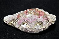 長硨磲蛤藏品圖，第7張