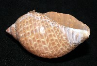 鶉螺藏品圖，第4張