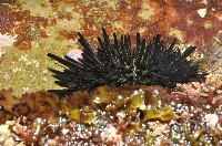 口鰓海膽藏品圖，第4張