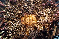 口鰓海膽藏品圖，第5張