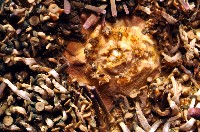 口鰓海膽藏品圖，第6張