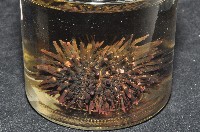 口鰓海膽藏品圖，第7張