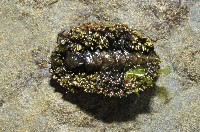 大駝石鱉(日本花棘石鱉)藏品圖，第1張