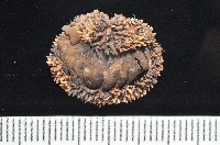 大駝石鱉(日本花棘石鱉)藏品圖，第3張