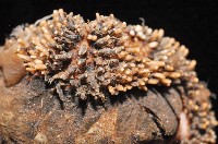 大駝石鱉(日本花棘石鱉)藏品圖，第5張