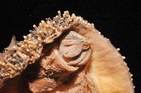大駝石鱉(日本花棘石鱉)藏品圖，第6張