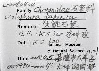 大駝石鱉(日本花棘石鱉)藏品圖，第8張