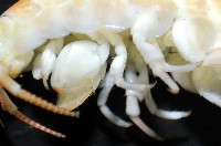 未知種跳蝦藏品圖，第4張