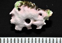 未知種蛇螺藏品圖，第3張