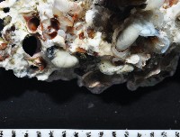 未知種蛇螺藏品圖，第5張