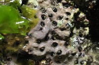 未知種蛇螺藏品圖，第7張